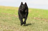 SCHIPPERKE 492